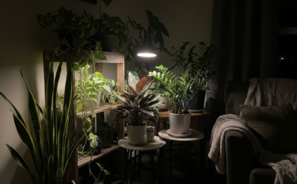 plants for dark indoor corners